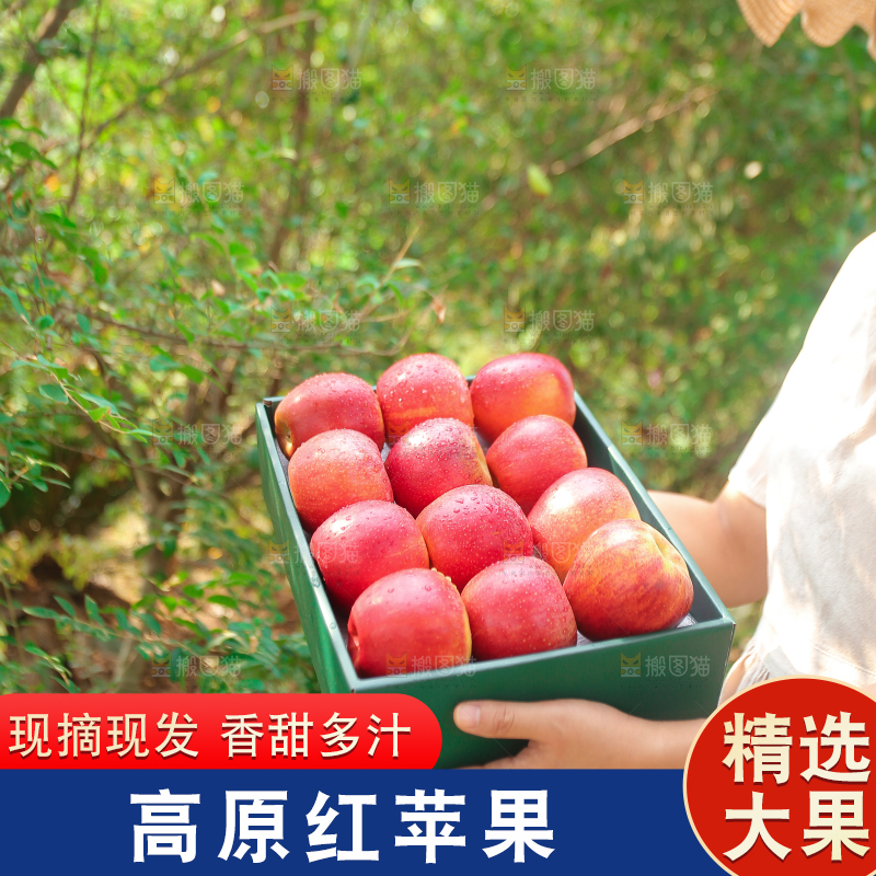 手里拿着高原红苹果