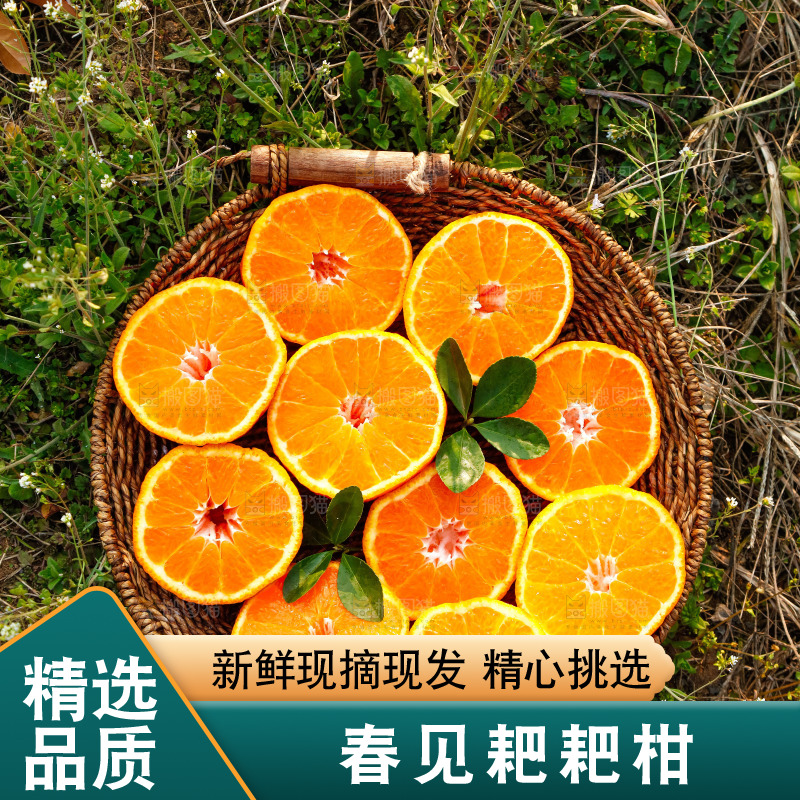 草地上的耙耙柑