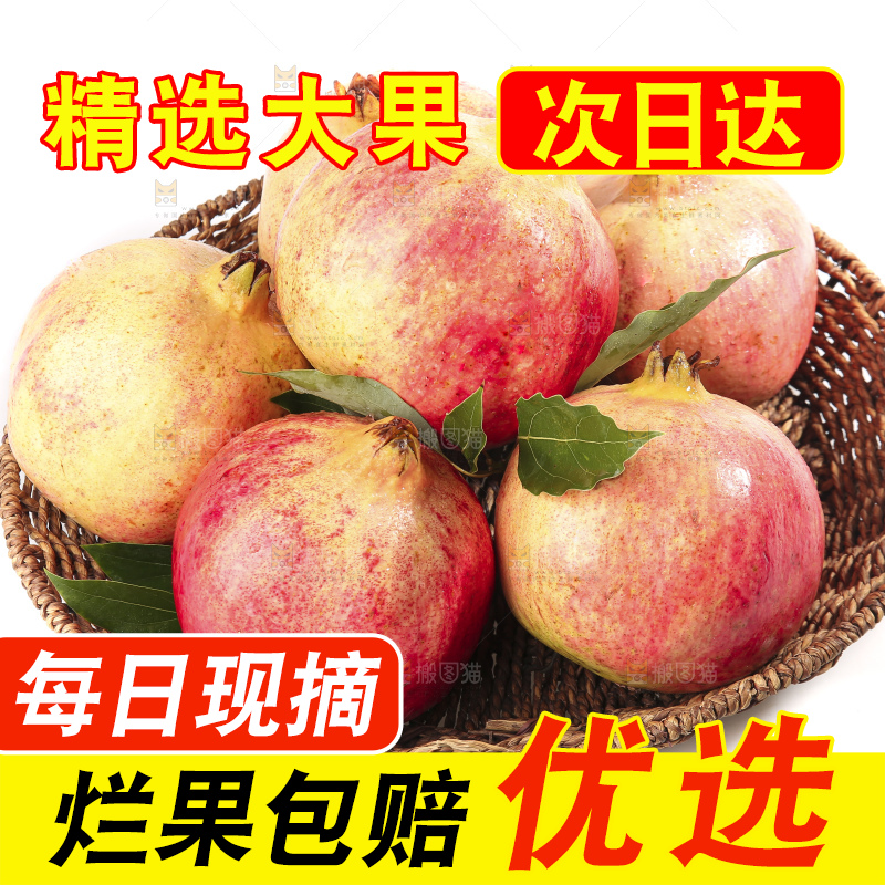 白底上的突尼斯软籽石榴