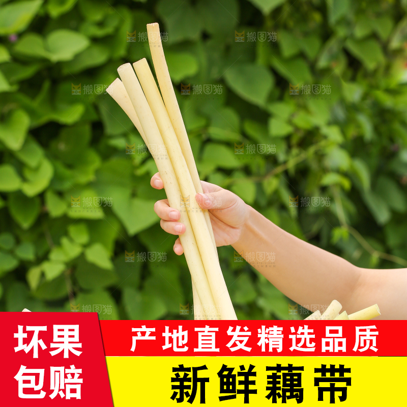 手里拿着藕带