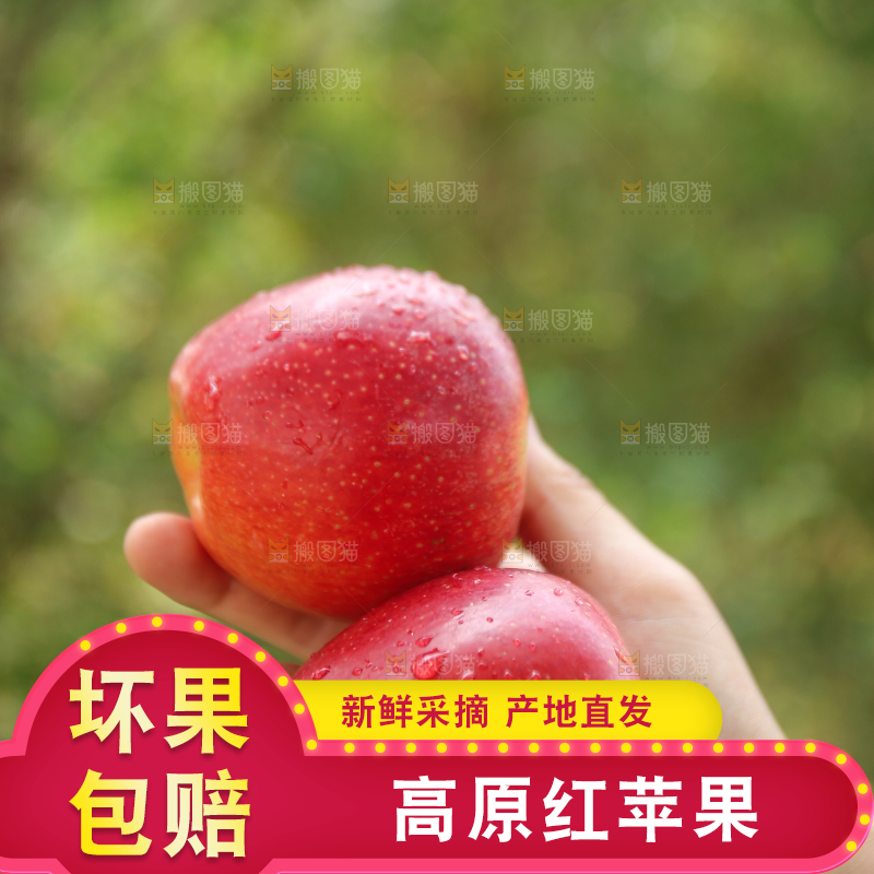 手里拿着高原红苹果