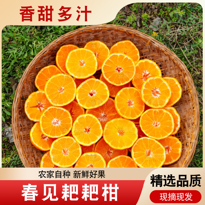 草地上的耙耙柑