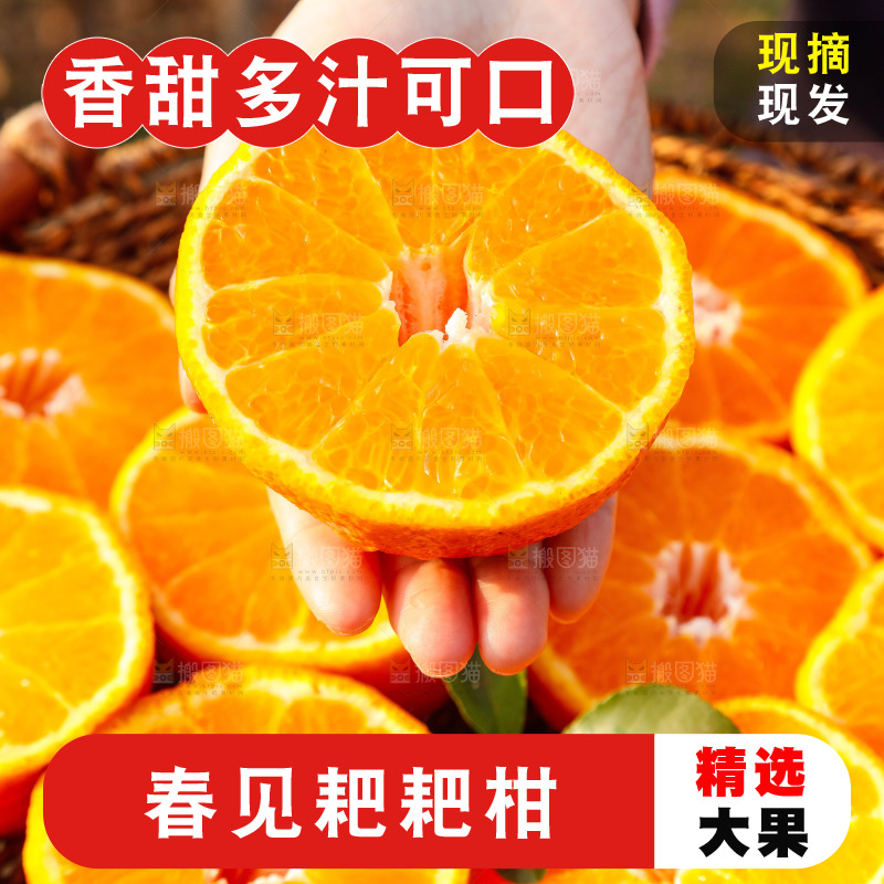 草地上的耙耙柑