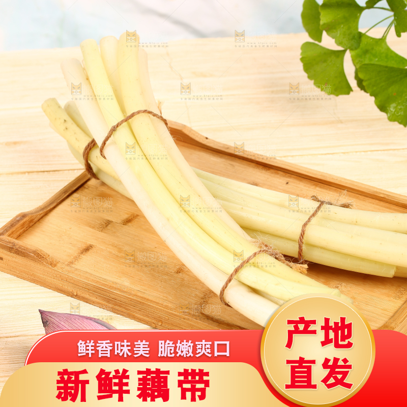 浅底上的藕带