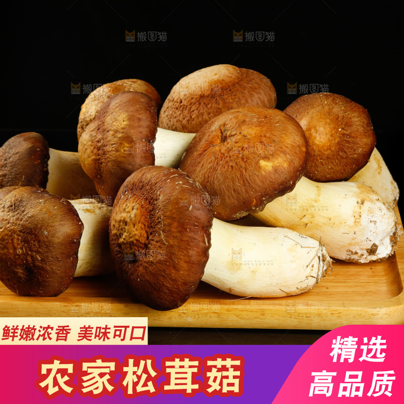 黑底上的新鲜松茸菇