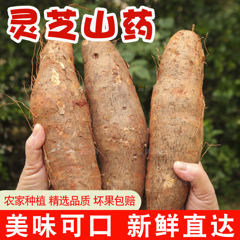 手里拿着灵芝山药