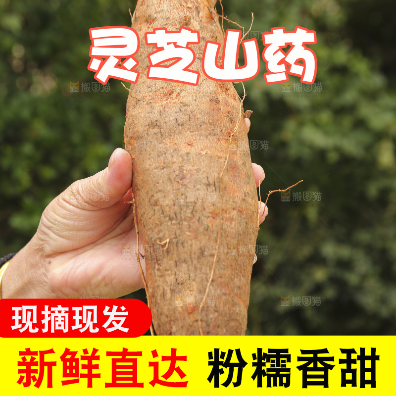 手里拿着灵芝山药