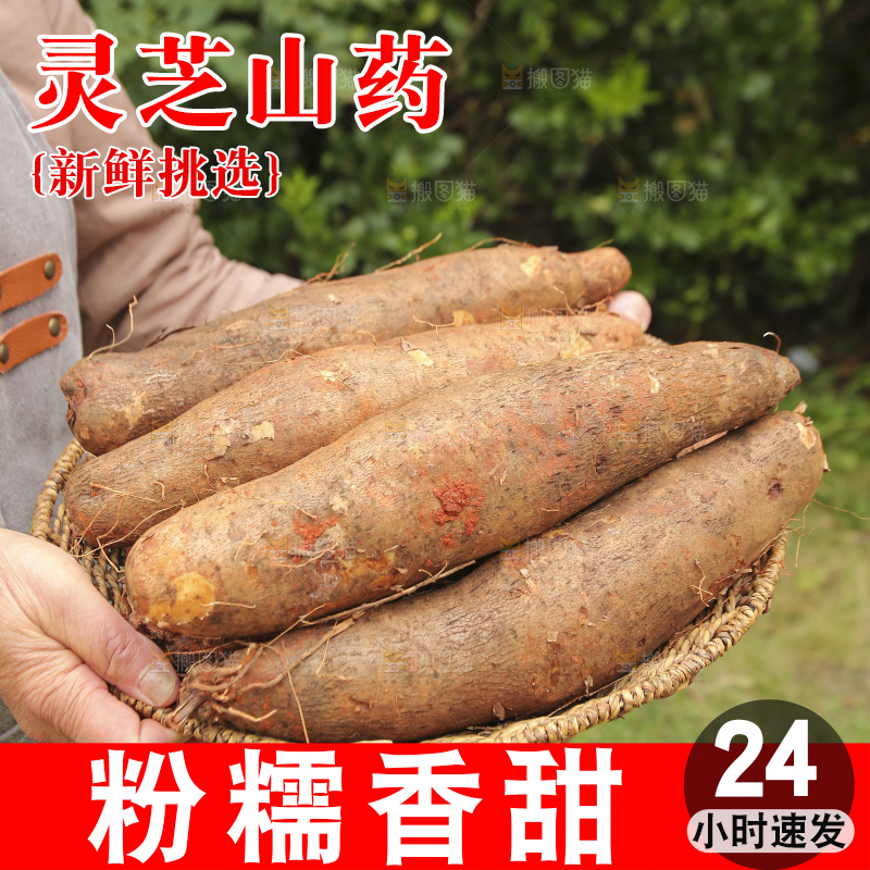 手里拿着灵芝山药