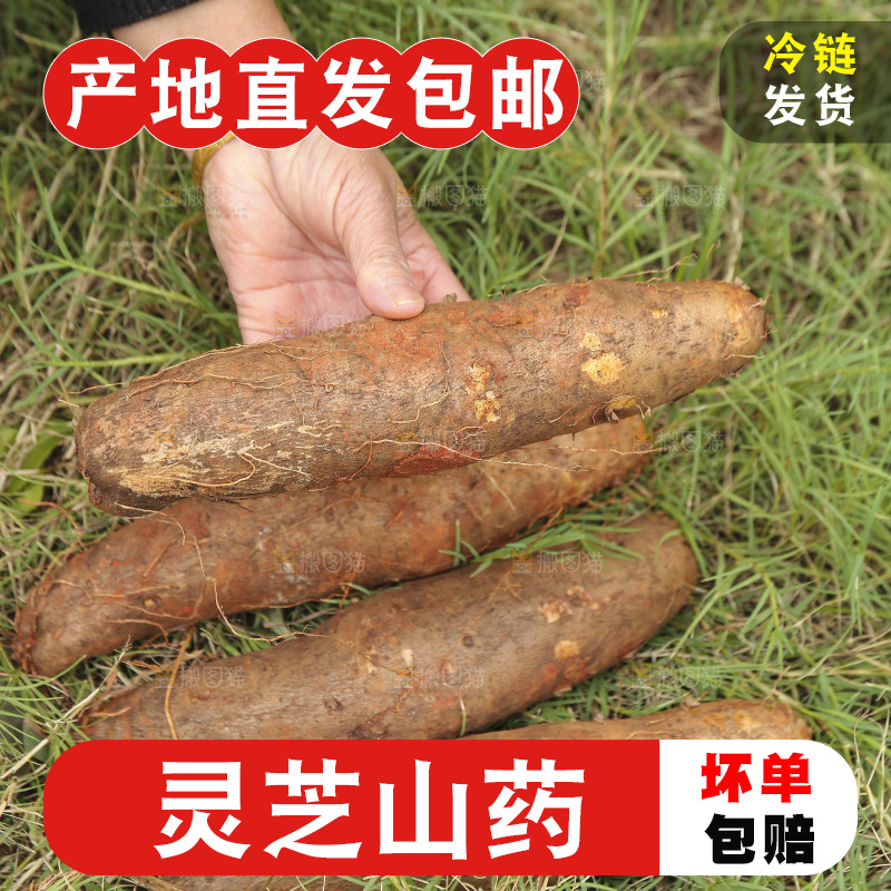 草地上的云南灵芝山药