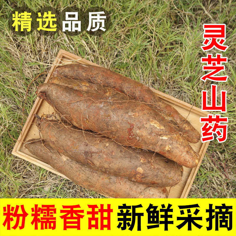 草地上的云南灵芝山药
