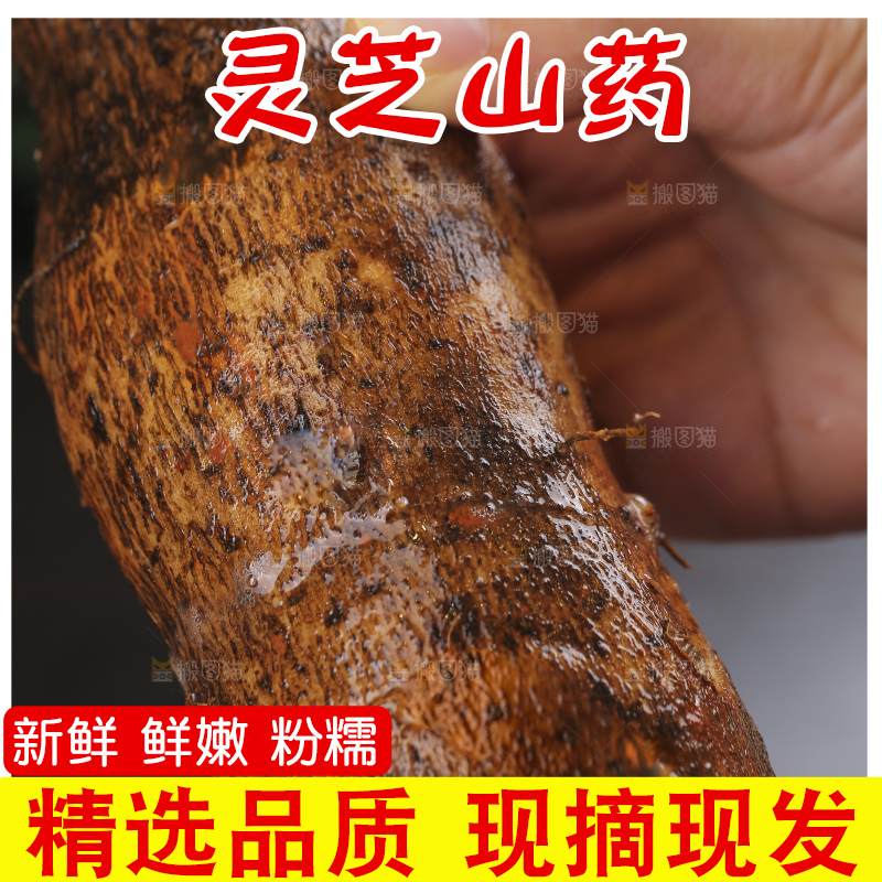 深底上的灵芝山药