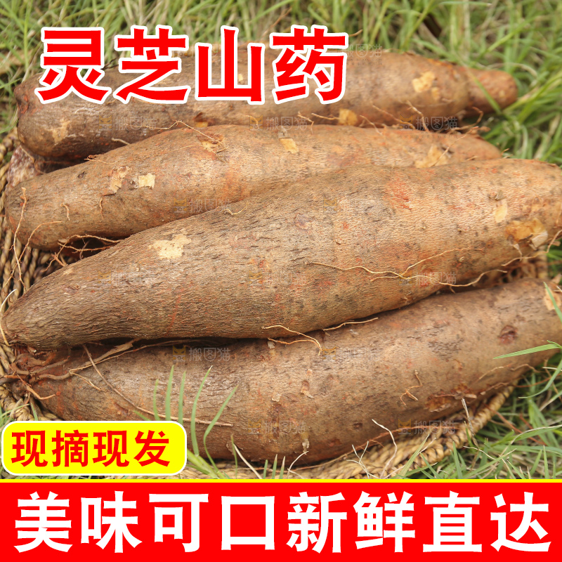 草地上的云南灵芝山药