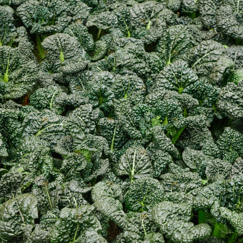 泡泡青菜种植