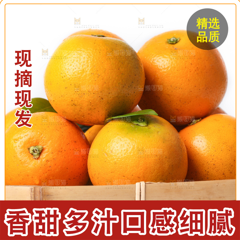 白底上的麻阳冰糖橙