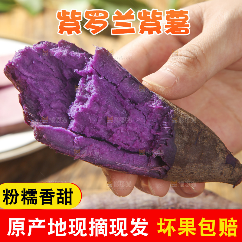 木底上的沙地紫薯