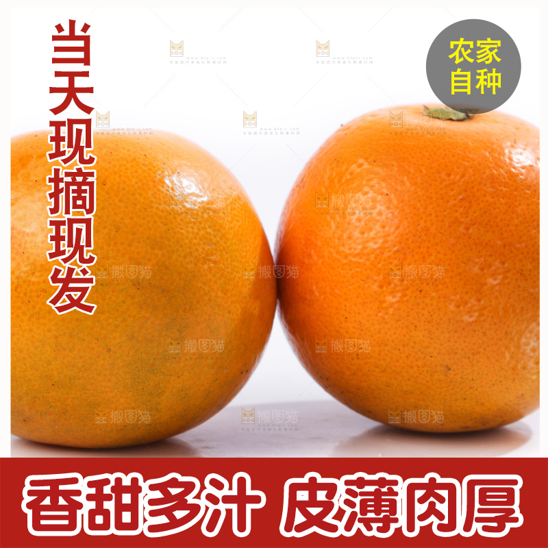 白底上的麻阳冰糖橙