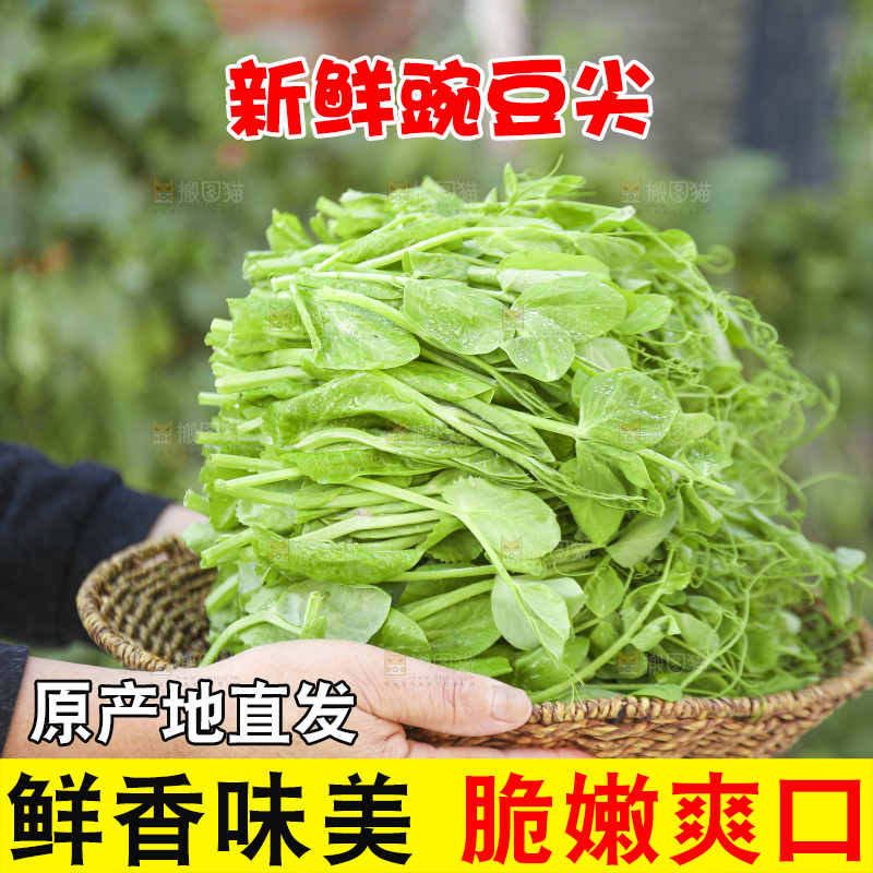 手里拿着豌豆尖