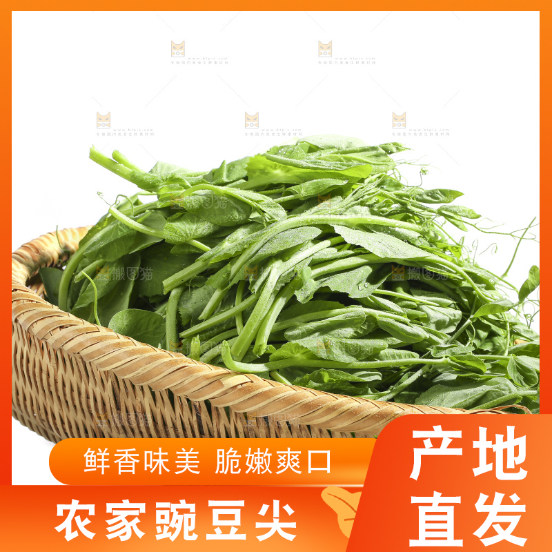 白底上的豌豆苗