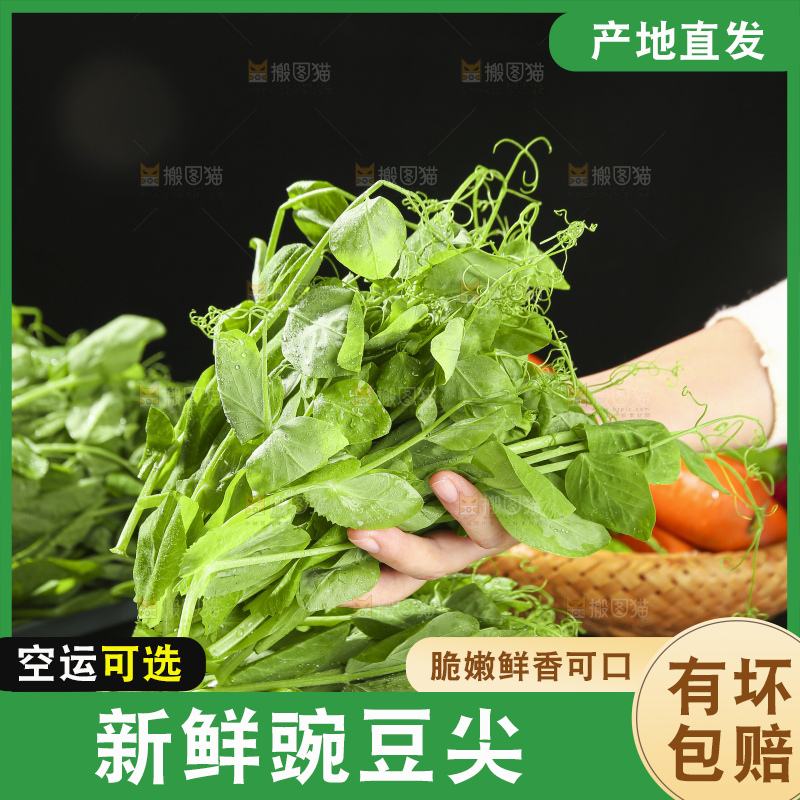 深底上的豌豆苗