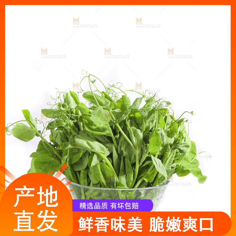 白底上的豌豆苗