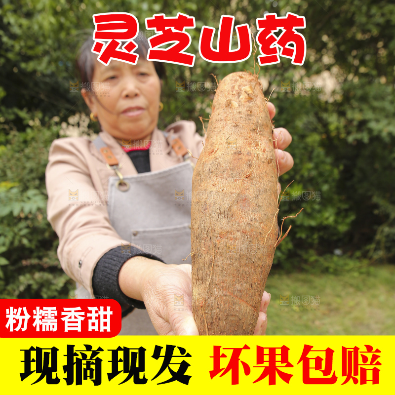 手里拿着灵芝山药