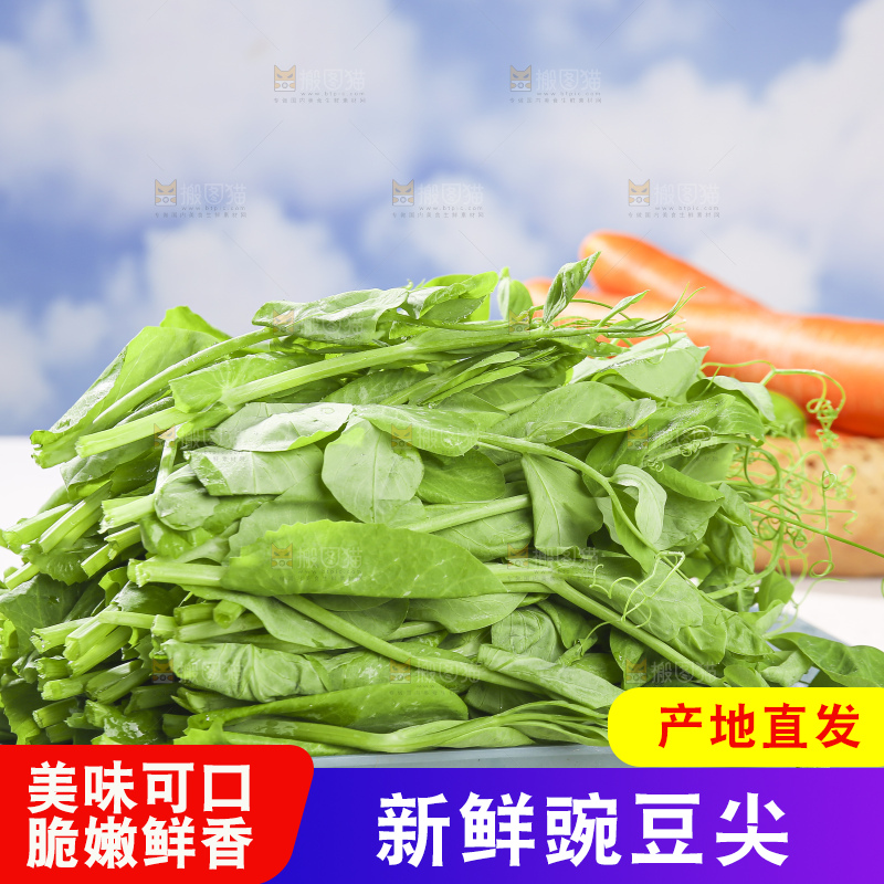 浅底上的豌豆尖