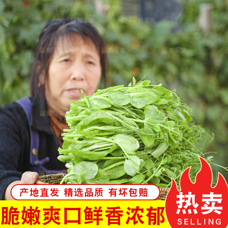 手里拿着豌豆尖