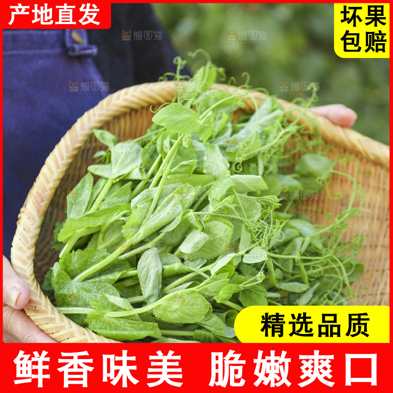 手里拿着豌豆尖