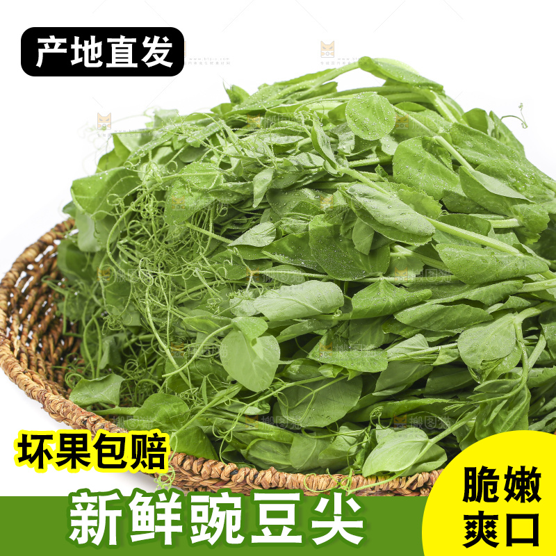白底上的豌豆苗