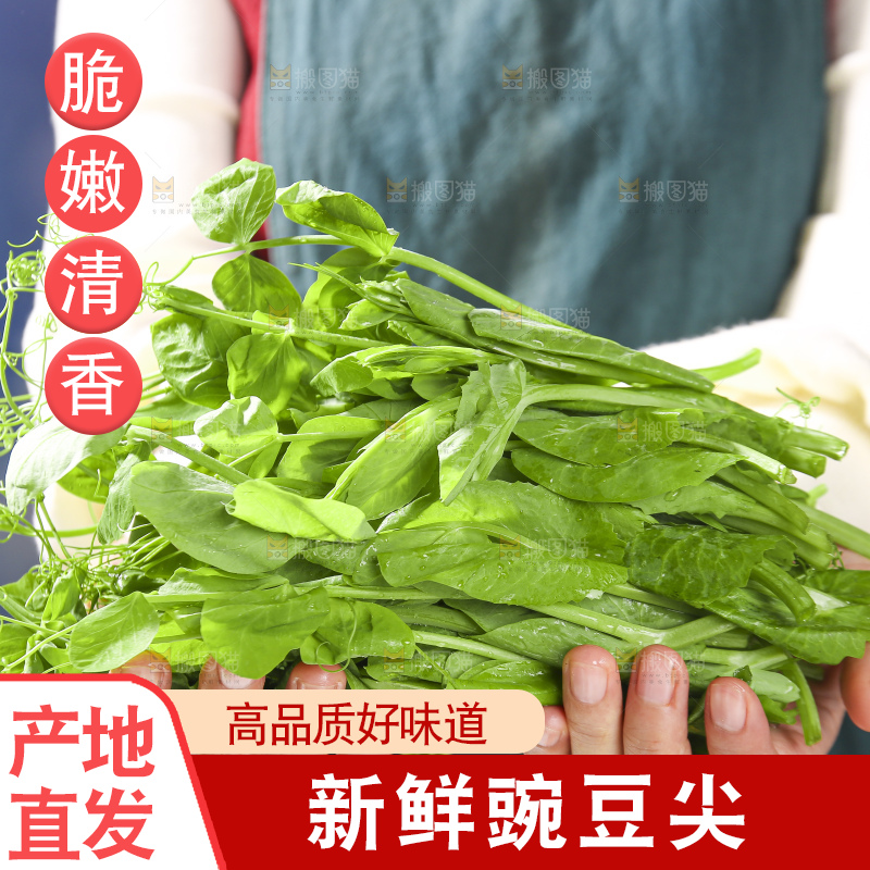 浅底上的豌豆尖