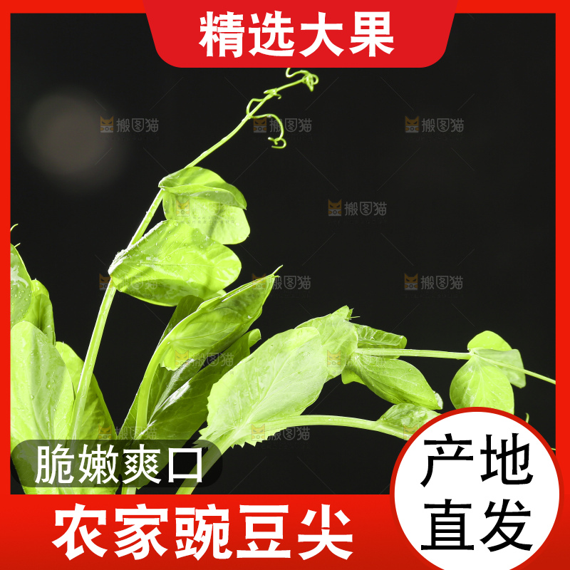 深底上的豌豆苗