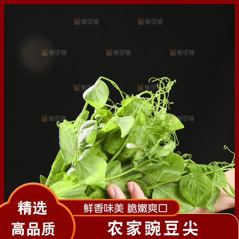 深底上的豌豆苗