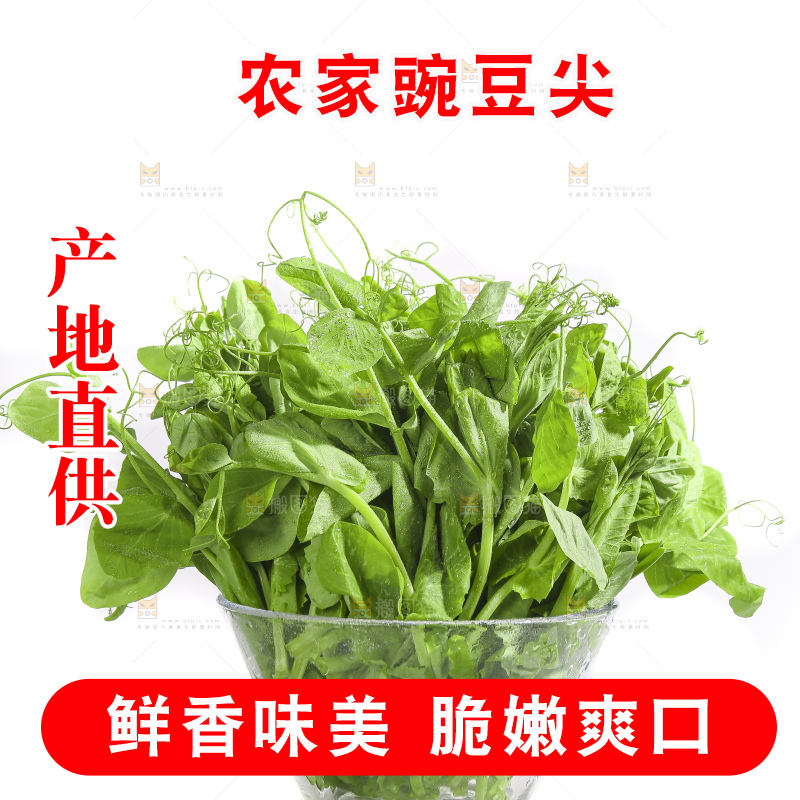 白底上的豌豆苗