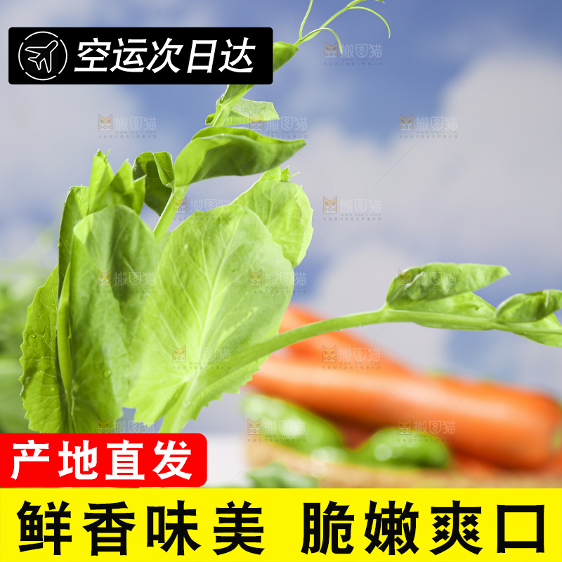 浅底上的豌豆尖