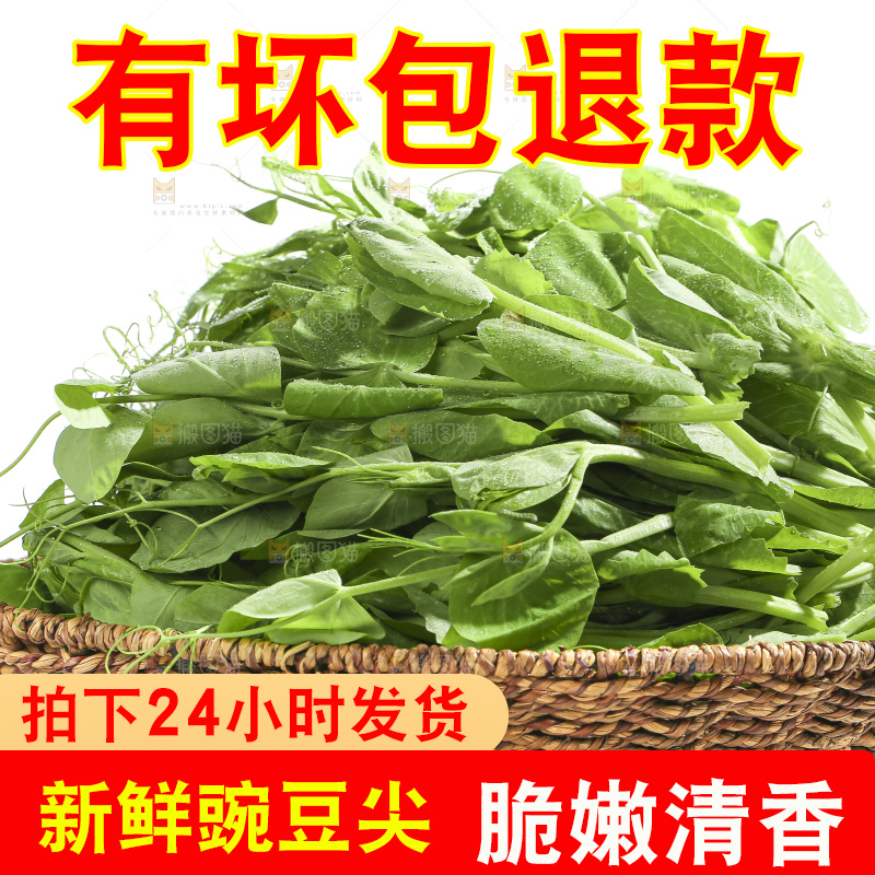 白底上的豌豆苗