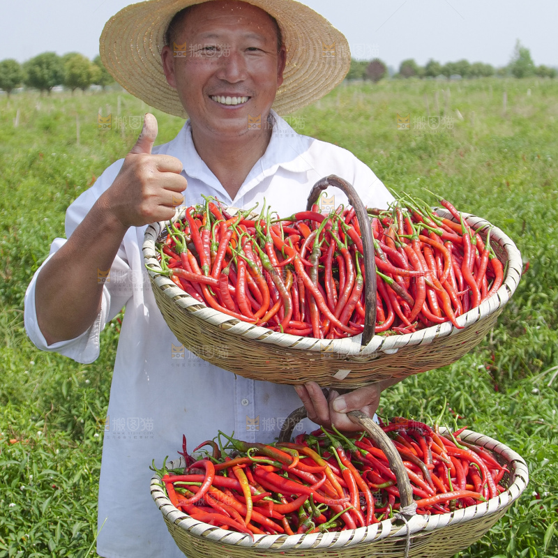 辣椒产地