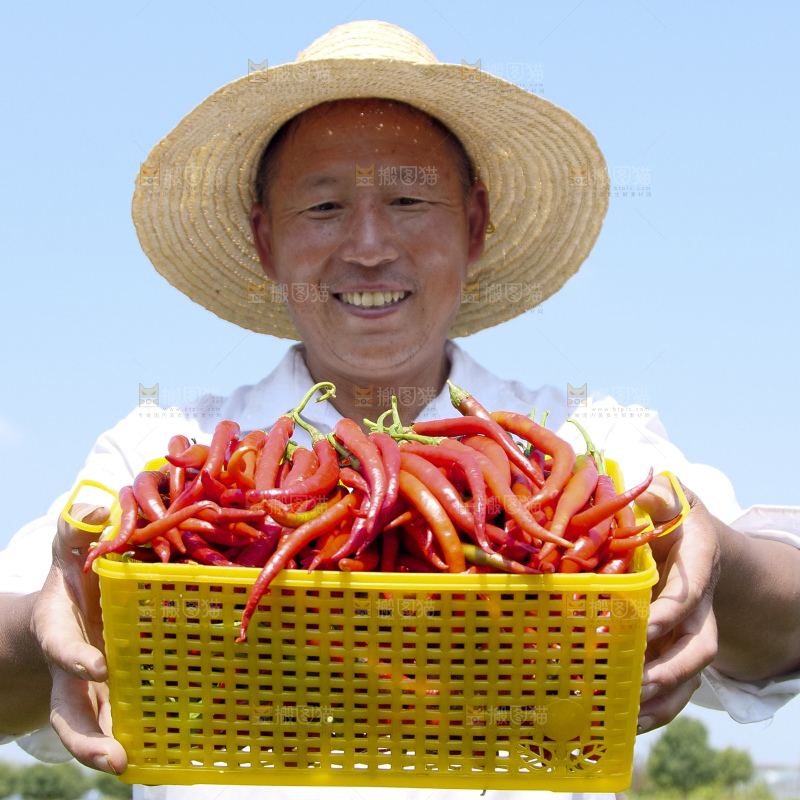 辣椒产地