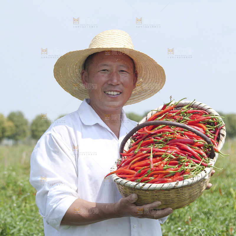 辣椒产地