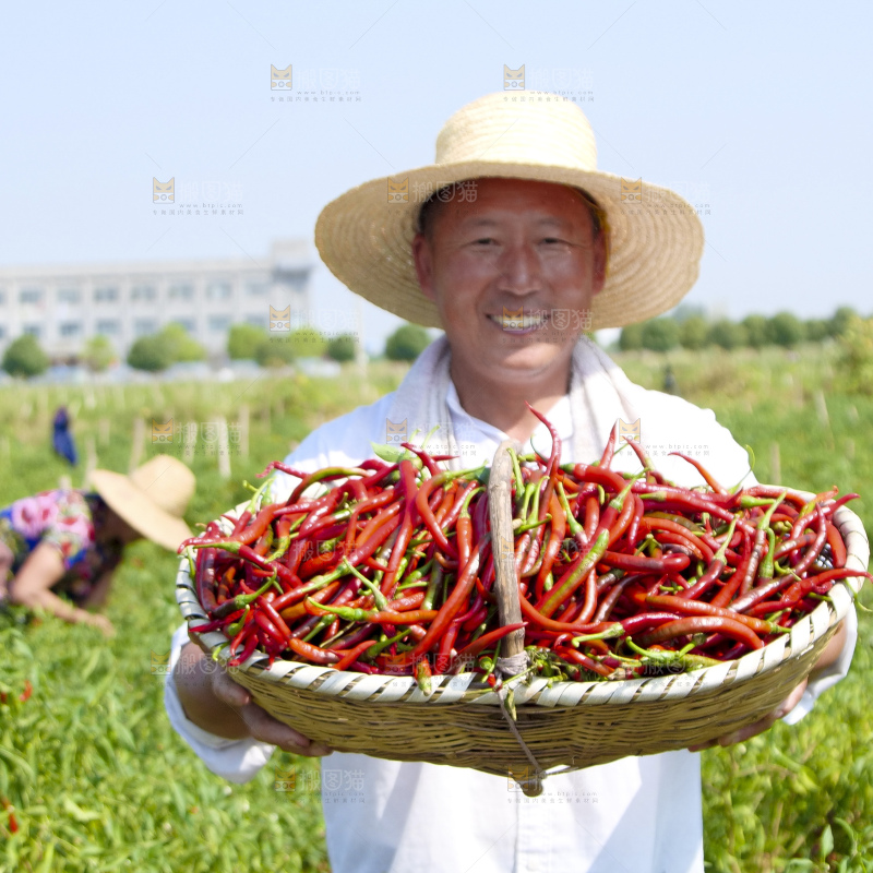 辣椒产地
