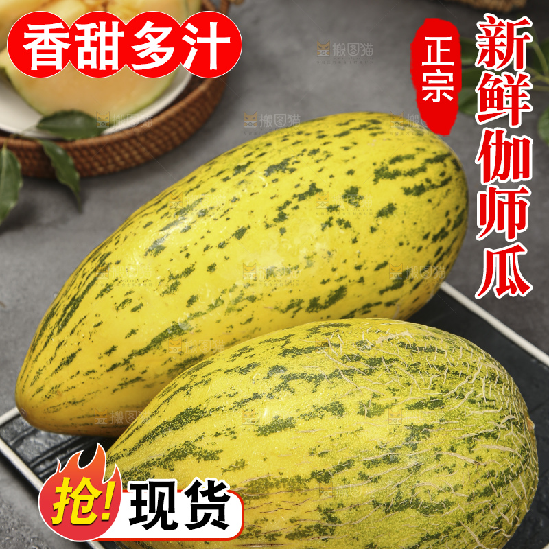 深底上的新疆伽师瓜