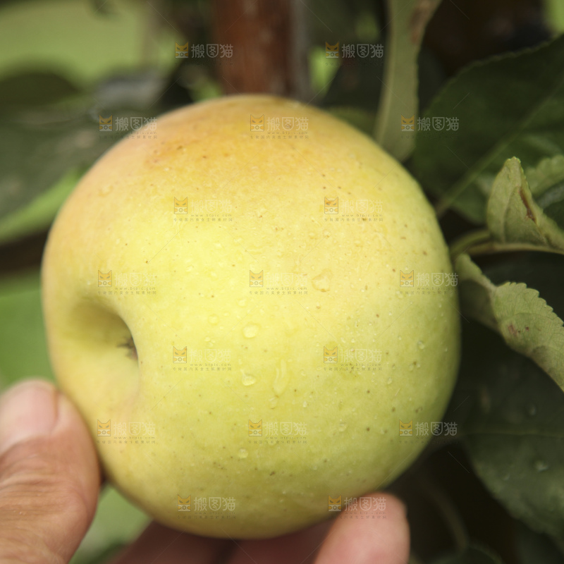 青苹果产地