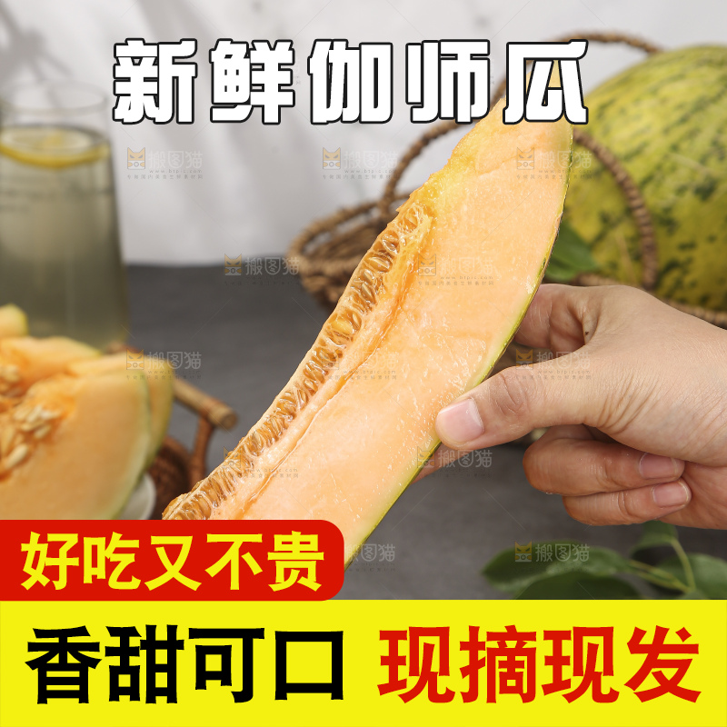 深底上的新疆伽师瓜