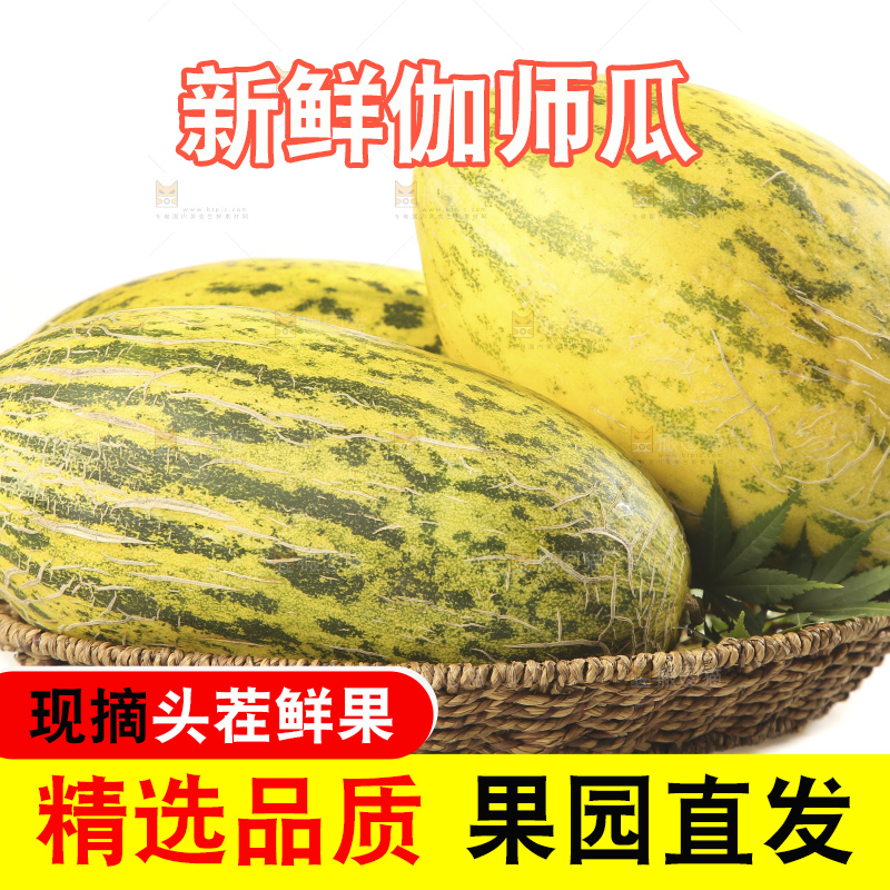 白底上放着新疆伽师瓜