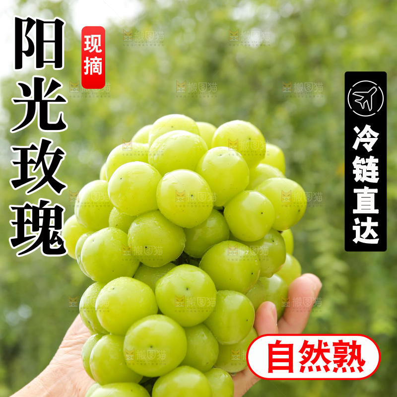 手里拿着阳光玫瑰