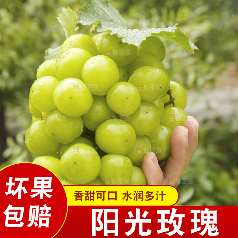 手里拿着阳光玫瑰