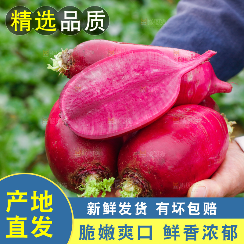 手里拿着紫美人萝卜