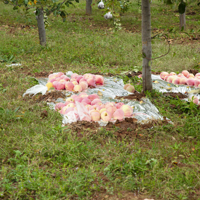 红富士苹果产地