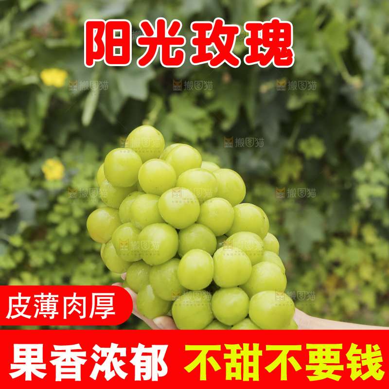 手里拿着阳光玫瑰