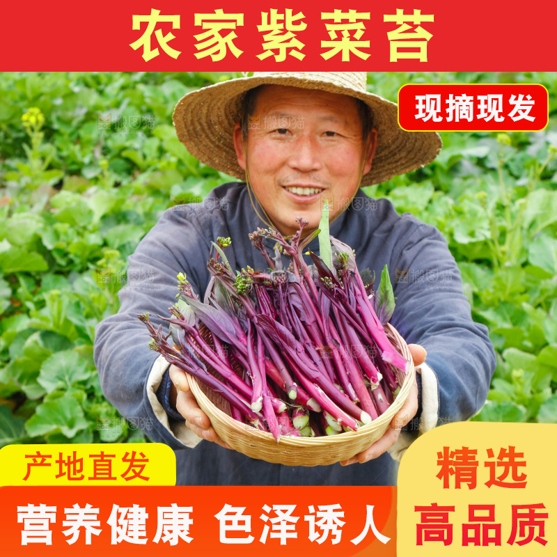 手里拿着紫菜苔