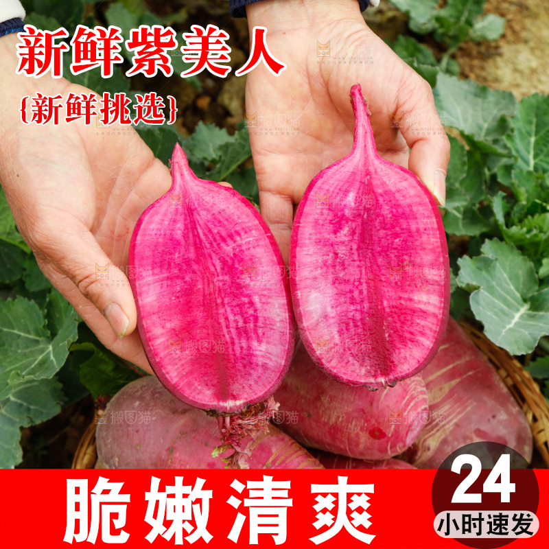 手里拿着紫美人萝卜